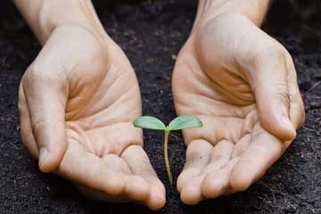  nature vs nurture: hands cupping seedling 